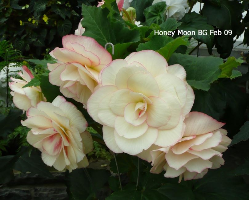 B. ‘Honeymoon’
